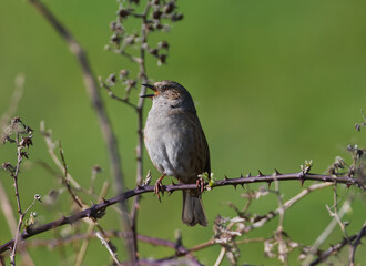 Dunnock singing