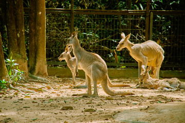 Kangaroo at Vinpearl Safari and Conservation Park on Phu Quoc , Vietnam.