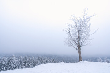Ein Baum in einer verschneiten Landschaft im Nebel.