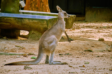 Kangaroo at Vinpearl Safari and Conservation Park on Phu Quoc , Vietnam.