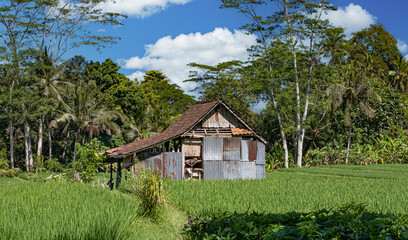 Fototapeta na wymiar Shack in middle of rice fields landscape