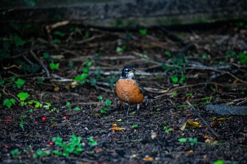 Naklejka na ściany i meble Small american robin bird perched on a forest floor