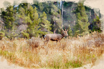 Digitally created watercolor painting of a mule deer Odocoileus hemionus walking over a hill in the fall time