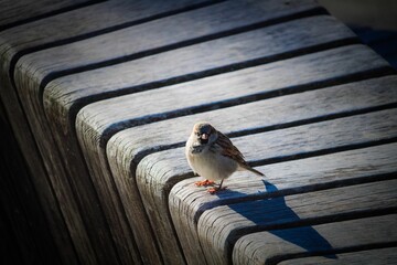 Small common sparrow bird perched on a wooden bench - Powered by Adobe
