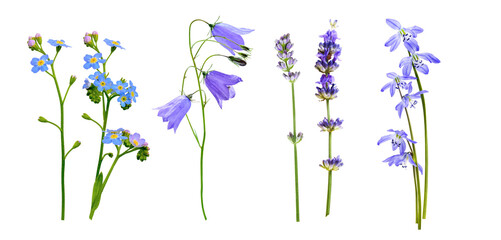 Wild flowers set isolated on a white background. Lavender, bluebell and forget-me-not, snowdrops,...