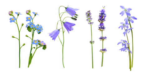 Wild flowers set isolated on a white background. Lavender, bluebell and forget-me-not, snowdrops, primroses