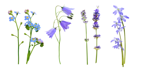 Foto op Canvas Wild flowers set isolated on a white background. Lavender, bluebell and forget-me-not, snowdrops, primroses © Soho A studio