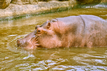 Hippos at Vinpearl Safari and Conservation Park on Phu Quoc , Vietnam.