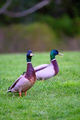 Two male mallards standing on grass in a park. Portrait orientation. Mallard (Anas platyrhynchos) in Beckenham, Kent, UK.