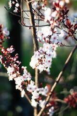 Vertical closeup shot of blooming white cherry blossom branches