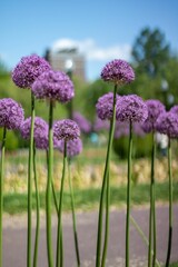 Vertical shot of blooming tall purple onion flowers