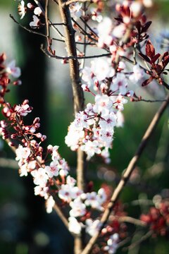 Vertical closeup shot of blooming white cherry blossom branches