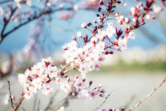 Closeup shot of blooming white cherry blossom branches
