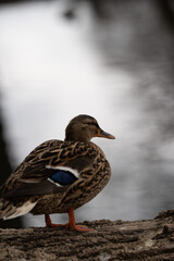 Stockente am Wasser