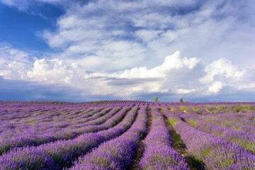 Fototapeta na wymiar Scenic view of a field of purple lavender flowers in a rural area in cloudy sky background