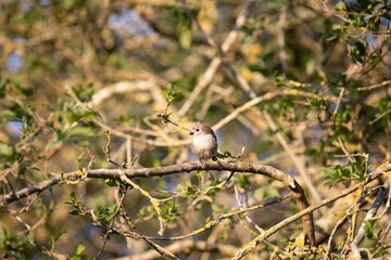Obraz premium Small long-tailed tit perched on a wooden branch in a forest in the sunlight
