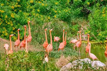 Pink flamingos in a pond at Vinpearl Safari and Conservation Park on Phu Quoc Island, Vietnam.