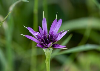 Fototapeta premium Purple flower in the garden with blurred background