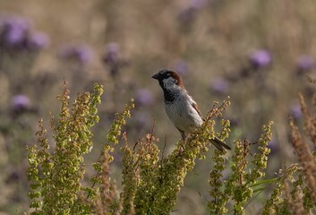 Brown sparrow bird perching on a twig