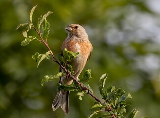 Brown bird perching on a twig