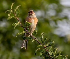 Brown bird perching on a twig