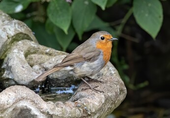 Small bird bathing on the bird bath