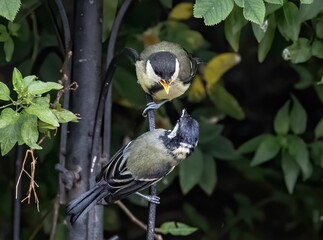 Great tit bird sharing food while perching on a twig