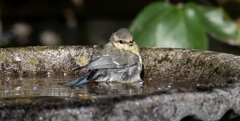 Small bird bathing on the bird bath