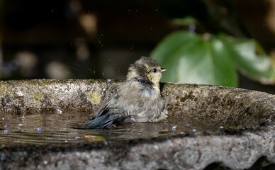 Small bird bathing on the bird bath