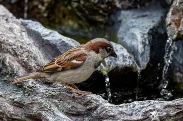 Sparrow perching on a bird bath
