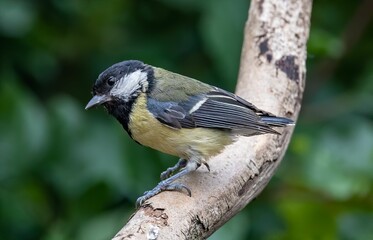 Obraz premium Great tit bird perching on a tree branch