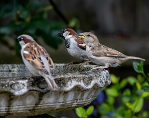Sparrow perching on a bird bath