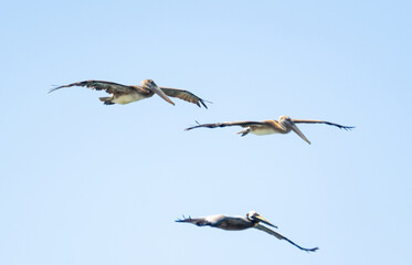 pelicans in flight