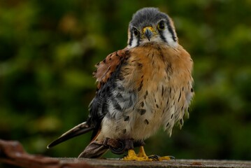 Vertical shot of an american kestrel (Falco sparverius) perched on a wooden post
