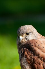 Vertical closeup of a common kestrel (Falco tinnunculus) against blurred background