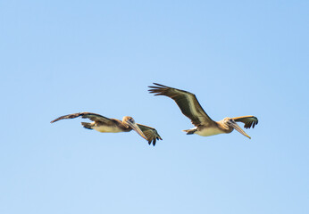 two pelicans in flight