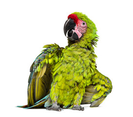 Angry Great green macaw spreading its wings and feathers to impress, Ara ambiguus, Isolated on white © Eric Isselée