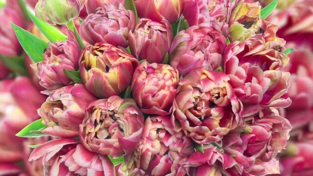 time lapse of flowering of a pink bouquet of tulips background, top view, macro shooting, close-up. Wedding backdrop, Valentine's Day, holiday, love, birthday design concept.