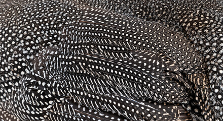 Close-up on Black and white  spotted Helmeted guineafowl feathers, Numida meleagris, isolated on white
