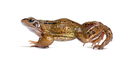 Side view of a european common frog walking, Rana temporaria, Isolated on white