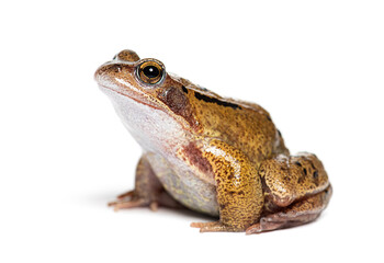 Side view of an european common frog, Rana temporaria, Isolated on white