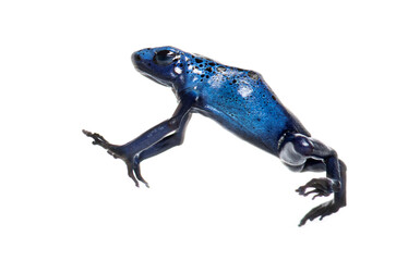Blue poison dart frog jumping, Dendrobates tinctorius azureus, isolated on white
