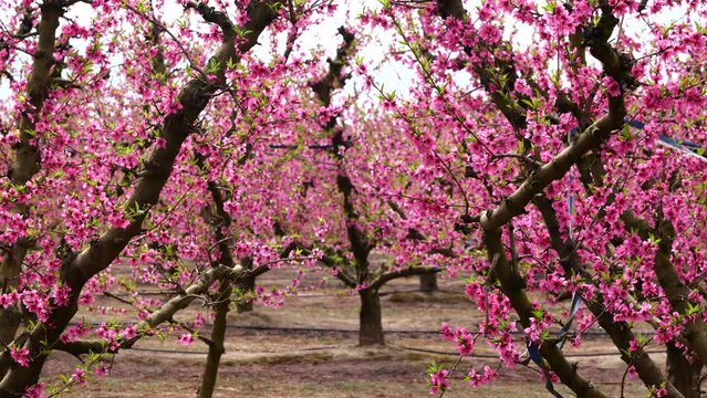 peach tree blooming pink flowers field of bloom trees