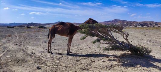 Wild camel eating tree in Wadi el Gemal National Park. Desert and blue sky. Egypt. Africa	