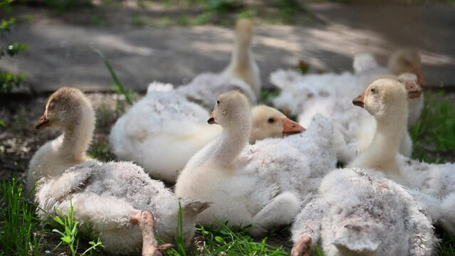 Close-up of a flock of young white geese resting in the countryside. Adorable babies. Breeding geese for meat. The concept of business farming. Home farm.The domestic goose sleeps sweetly in nature.4K