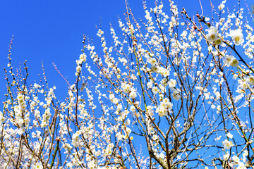 静岡県熱海市　熱海梅園