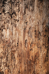 Beetle-damaged tree trunk close-up. The texture of bare pine infested with insects