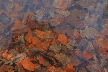 Fallen leaves on the surface of the water in the autumn forest