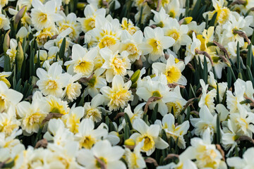 Spring flowers narcissus (daffodils) blooming in a garden