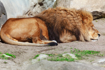 Lion sleeping on the ground . Lazy feline wild animal 